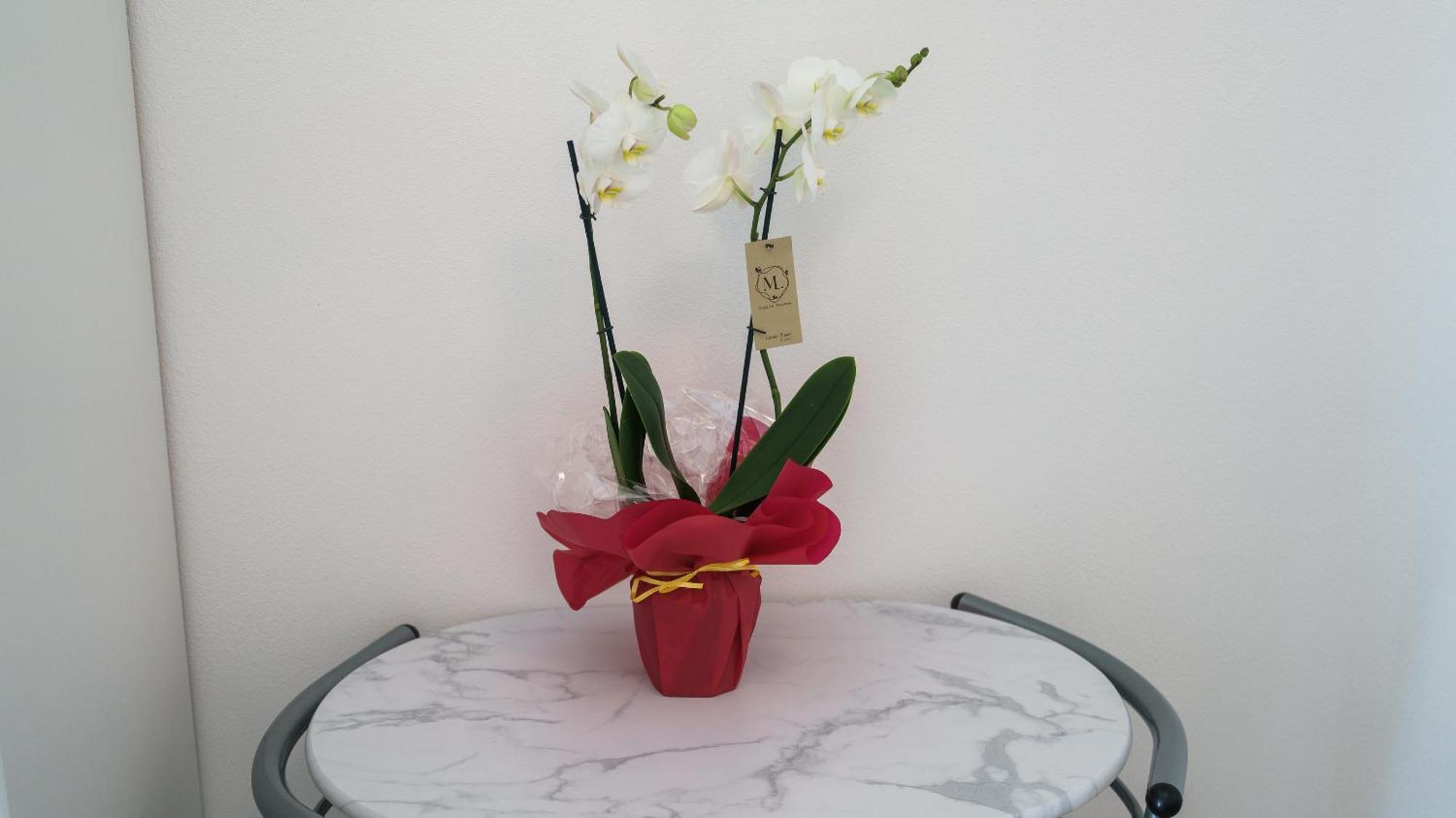 Appartamento Casa Milly *
